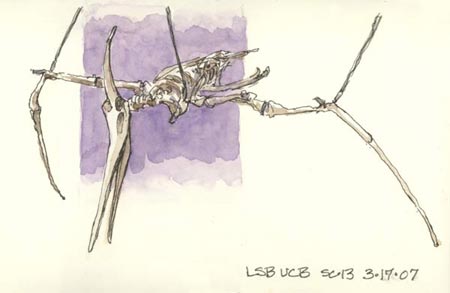 Pterodactyl sketch_berkeley_teradactyl