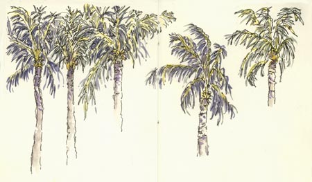 sketch_palm_trees