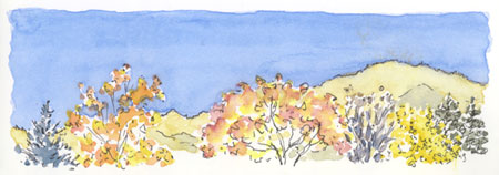 Fall Trees in Lithia Park sketch_ashland_lithia_park_trees