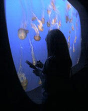 Sketching at the Aquarium sketching_monterey_aquarium