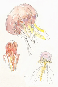 Lion's Mane & N. Sea Nettle Jellyfish sketch_jellyfish_monterey