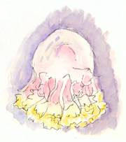 "New Acquisition" sketch_jellyfish_monterey