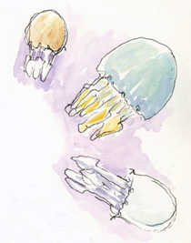 "Blue" Jellyfish sketch_jellyfish_monterey