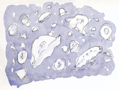 Young Moon Jellyfish sketch_jellyfish_monterey