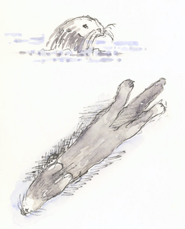 Sea Otters sketch_sea_otters