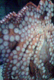 Photo, Giant Octopus octopus