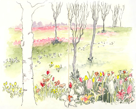 Tulips in the Napa Valley sketch_tulips