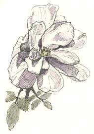 Backyard Rose sketch_rose