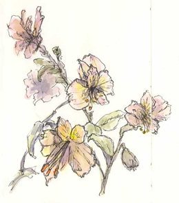 Alstroemeria sketch_flower