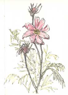 Cosmos sketch_flower