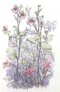 Backyard Bouquet sketch_flower
