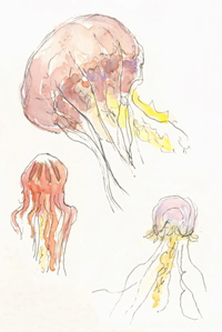sketch_jellyfish_monterey